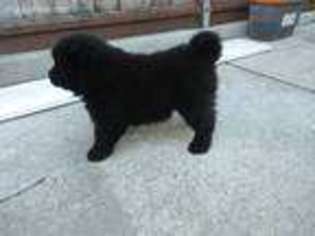 Chow Chow Puppy for sale in South San Francisco, CA, USA