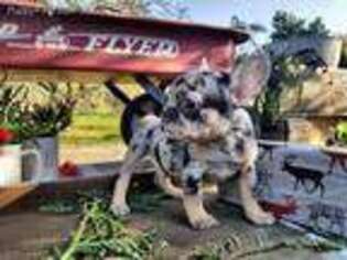 French Bulldog Puppy for sale in Farmington, CA, USA