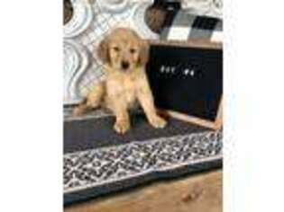 Golden Retriever Puppy for sale in Camden, AL, USA