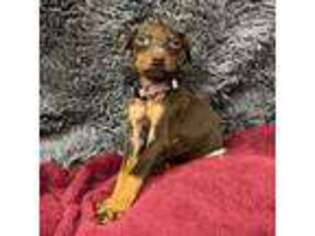 Doberman Pinscher Puppy for sale in Mchenry, IL, USA