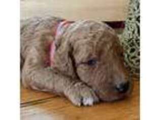 Goldendoodle Puppy for sale in Romulus, NY, USA