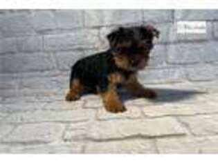 Yorkshire Terrier Puppy for sale in Oklahoma City, OK, USA