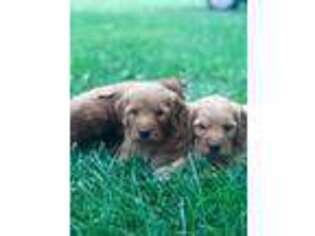 Goldendoodle Puppy for sale in Champaign, IL, USA