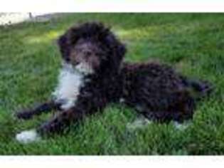 Portuguese Water Dog Puppy for sale in Spanish Fork, UT, USA