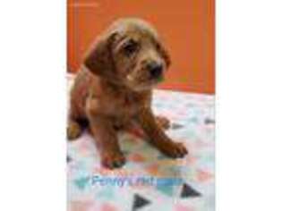 Labradoodle Puppy for sale in Edenton, NC, USA