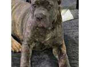 Cane Corso Puppy for sale in Fort Belvoir, VA, USA