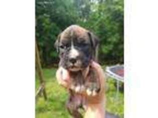 Boxer Puppy for sale in Saint Meinrad, IN, USA