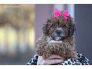 Shih-Poo Puppy for sale in Ewing, IL, USA
