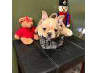 French Bulldog Puppy for sale in Watertown, TN, USA