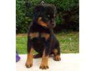 Rottweiler Puppy for sale in Lexington, VA, USA