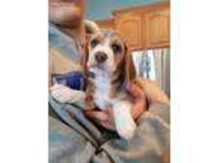 Beagle Puppy for sale in Howell, MI, USA