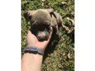 Mutt Puppy for sale in Huffman, TX, USA