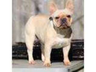 French Bulldog Puppy for sale in Youngstown, OH, USA