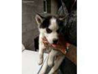 Siberian Husky Puppy for sale in Greentown, PA, USA