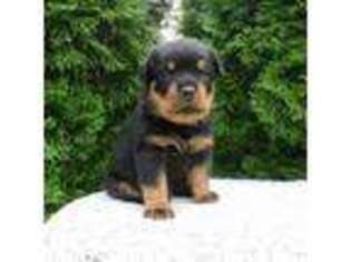 Rottweiler Puppy for sale in New Enterprise, PA, USA