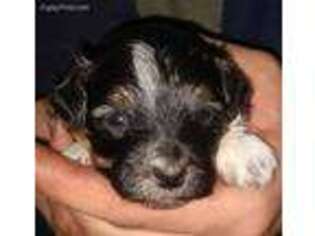 Cavapoo Puppy for sale in Canaseraga, NY, USA