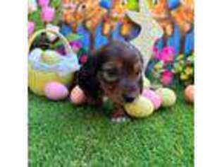 Dachshund Puppy for sale in Orlando, FL, USA