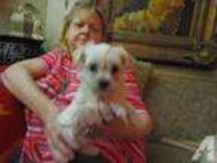 Mutt Puppy for sale in BASKERVILLE, VA, USA