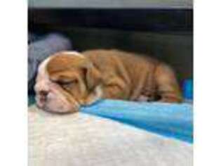 Bulldog Puppy for sale in New Gloucester, ME, USA
