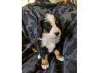Bernese Mountain Dog Puppy for sale in Ruidoso, NM, USA