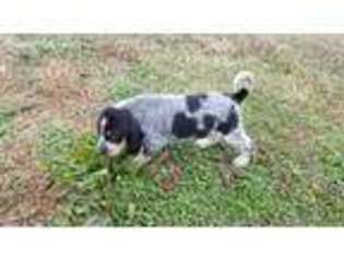 Bluetick Coonhound Puppy for sale in Wister, OK, USA