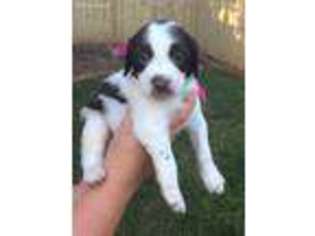 Brittany Puppy for sale in Athens, TX, USA