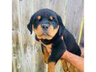 Rottweiler Puppy for sale in Etters, PA, USA