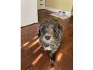Labradoodle Puppy for sale in Montclair, CA, USA