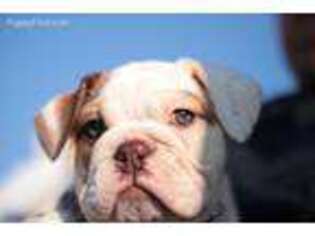 Bulldog Puppy for sale in Airville, PA, USA