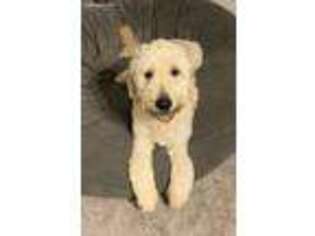 Goldendoodle Puppy for sale in Winterville, NC, USA