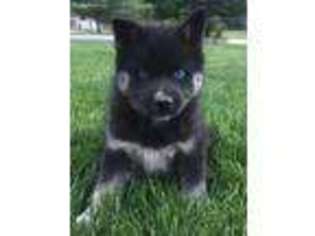 Mutt Puppy for sale in Ligonier, IN, USA