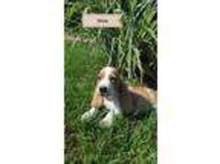 Basset Hound Puppy for sale in Kirby, AR, USA