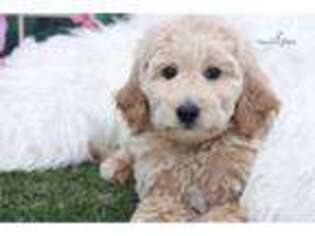 Goldendoodle Puppy for sale in Atlanta, GA, USA