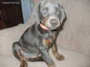 Doberman Pinscher Puppy for sale in Columbiana, OH, USA