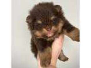 Pomeranian Puppy for sale in Lancaster, OH, USA