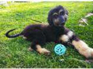 Afghan Hound Puppy for sale in Itasca, TX, USA