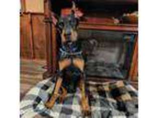 Doberman Pinscher Puppy for sale in Buffalo, NY, USA