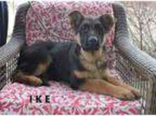 German Shepherd Dog Puppy for sale in Sugarcreek, OH, USA