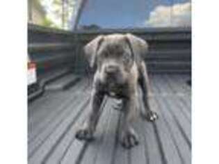Cane Corso Puppy for sale in Willis, TX, USA