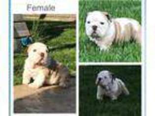 Bulldog Puppy for sale in Sparks, NV, USA