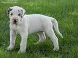 Great Dane Puppy for sale in Onawa, IA, USA