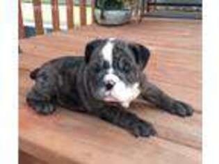 Bulldog Puppy for sale in Glencoe, MN, USA