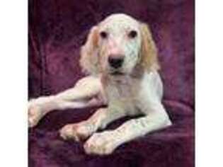 English Setter Puppy for sale in Lisbon, OH, USA