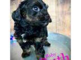 Mutt Puppy for sale in Jacksonville, FL, USA