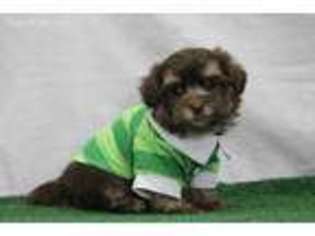 Havanese Puppy for sale in Morrilton, AR, USA