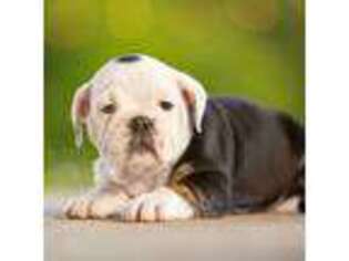 Bulldog Puppy for sale in Frazeysburg, OH, USA