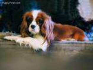 Cavalier King Charles Spaniel Puppy for sale in Iron Station, NC, USA