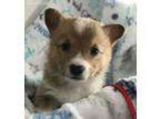 Pembroke Welsh Corgi Puppy for sale in Cassville, MO, USA
