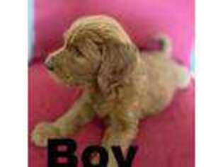 Goldendoodle Puppy for sale in Tucson, AZ, USA