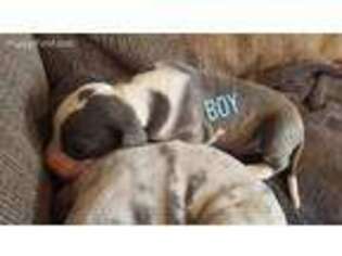 Great Dane Puppy for sale in Boise, ID, USA
